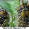 mel triv xerophila larva5 volg22